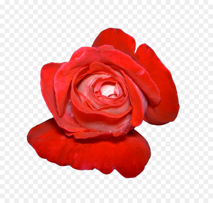 Rosa，Florescer PNG