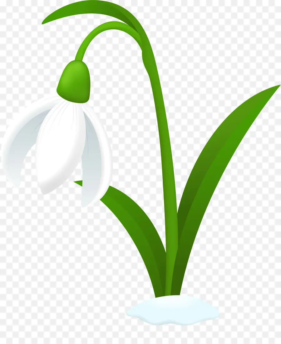 Snowdrop，ícones Do Computador PNG