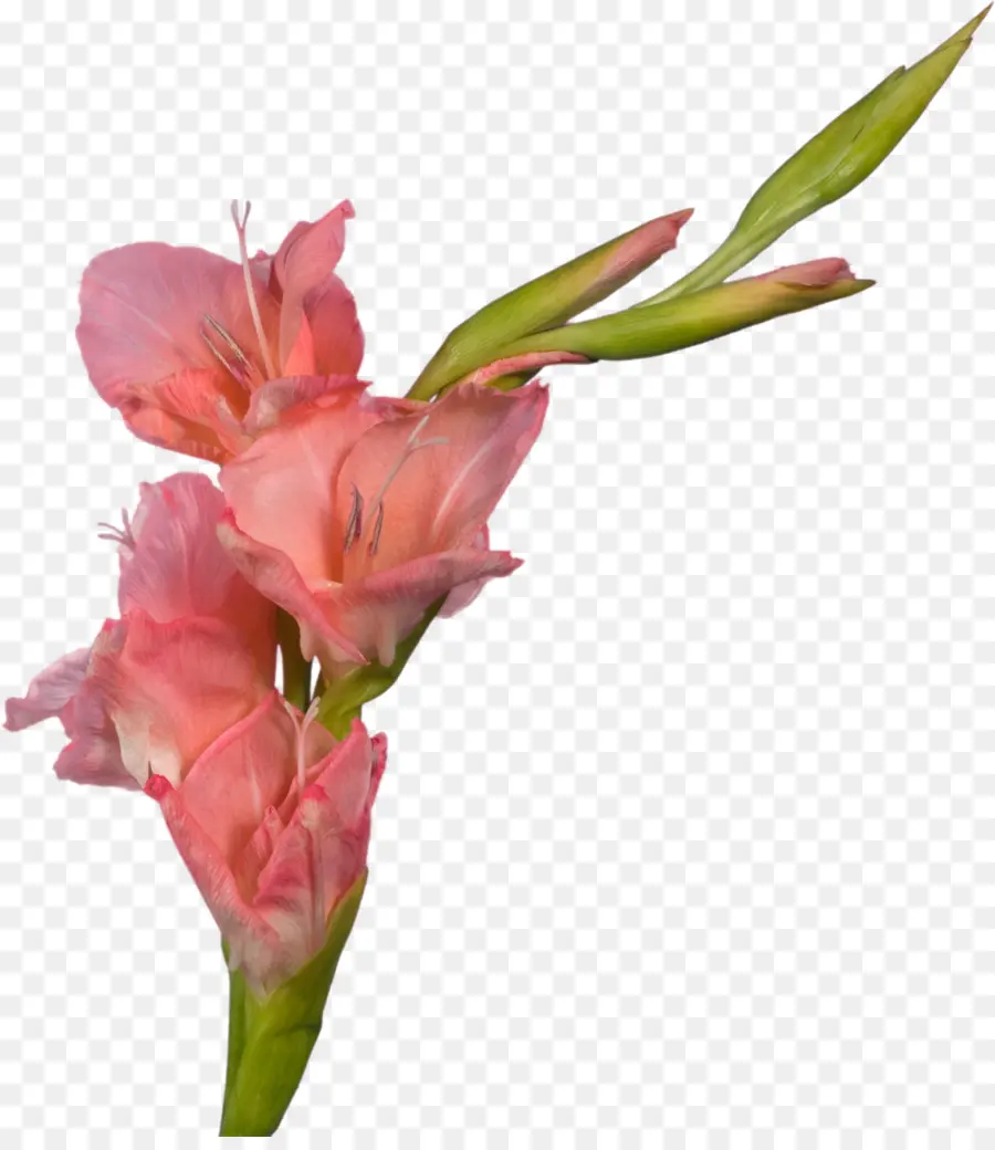 Gladiolus，Flor PNG