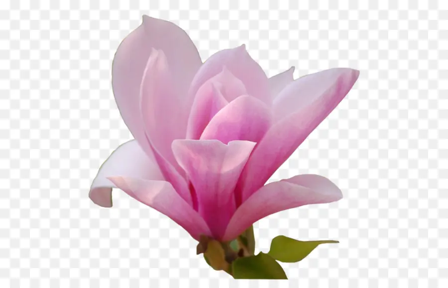 Flor，Sul Magnolia PNG