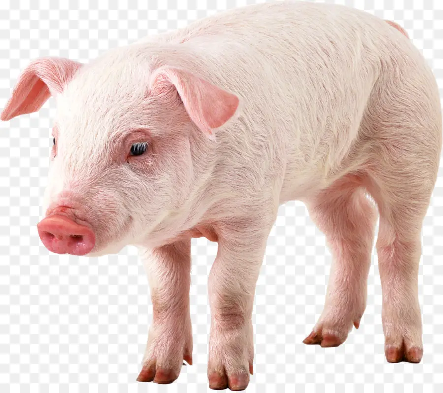 O Porco Doméstico，Resolução De Vídeo PNG