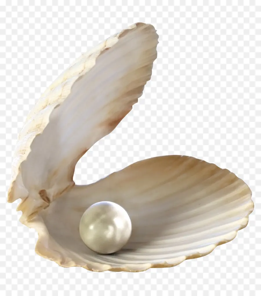 Seashell，Papel De Parede Da área De Trabalho PNG