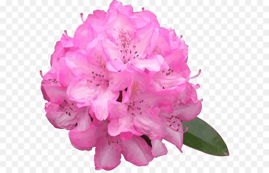 Flor Rosa，Florescer PNG