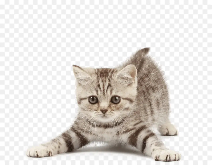 Gato，Gatinho PNG