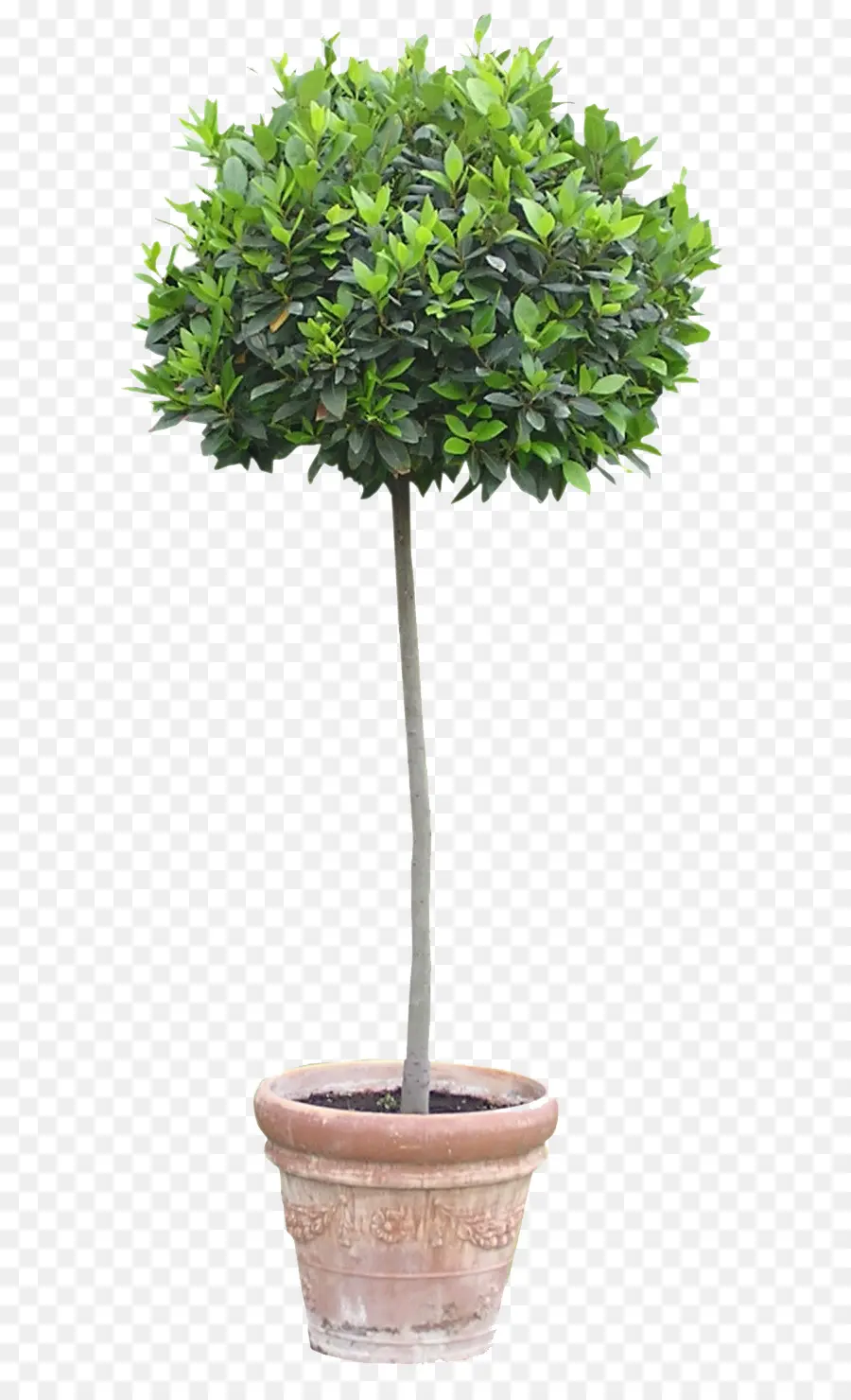 Flowerpot，Planta De Casa PNG