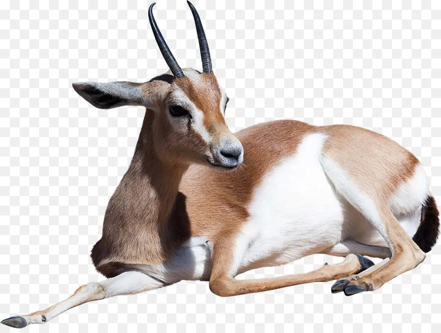 Dorcas Gazela，Antelope PNG