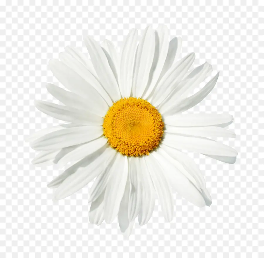 Comum Daisy，Fotografia De Stock PNG