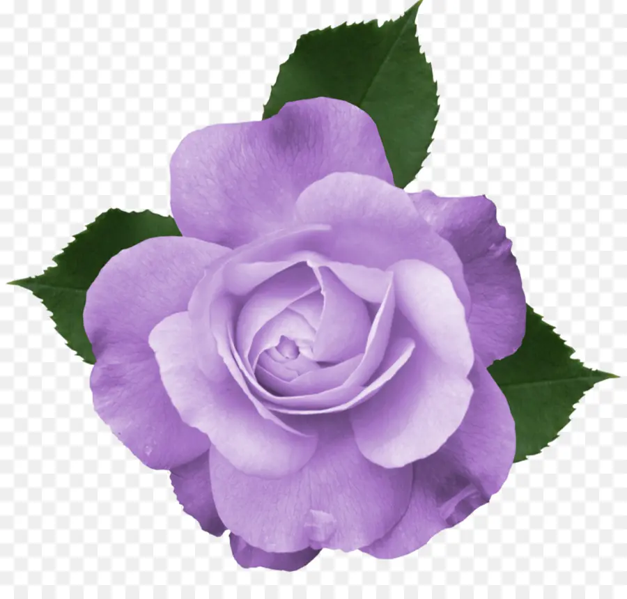 Rosa Roxa，Florescer PNG