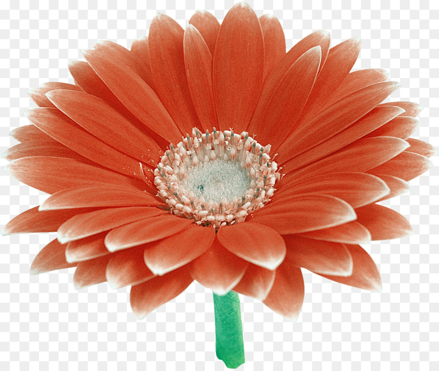 Flor Vermelha，Flor PNG