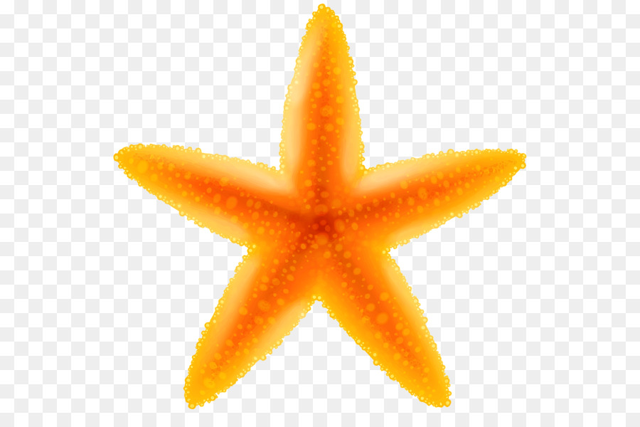 Estrela Do Mar，Papel De Parede Da área De Trabalho PNG