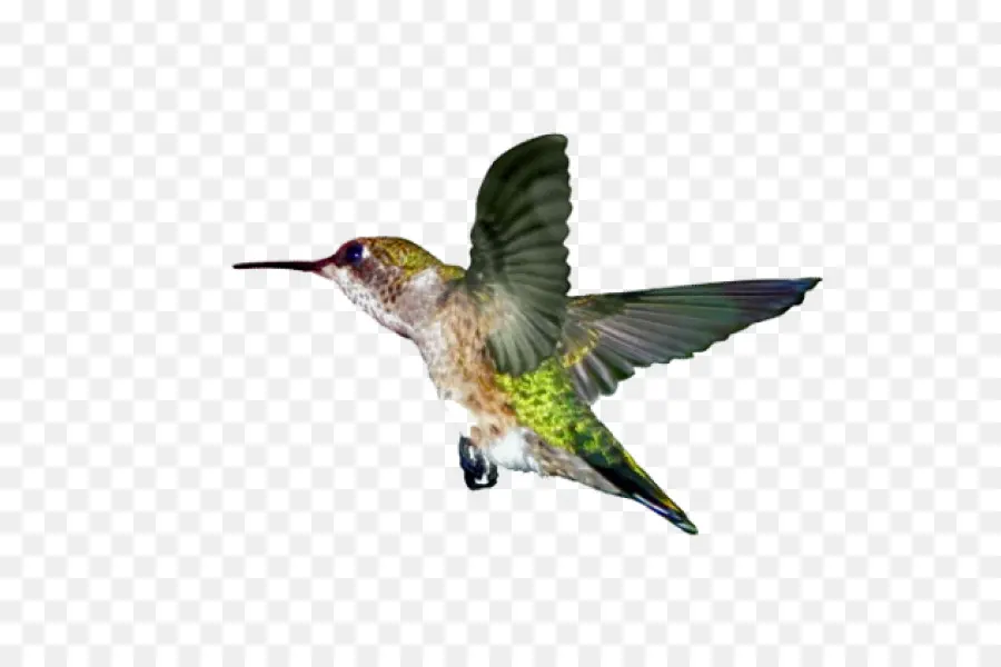 Colibri，Vôo PNG