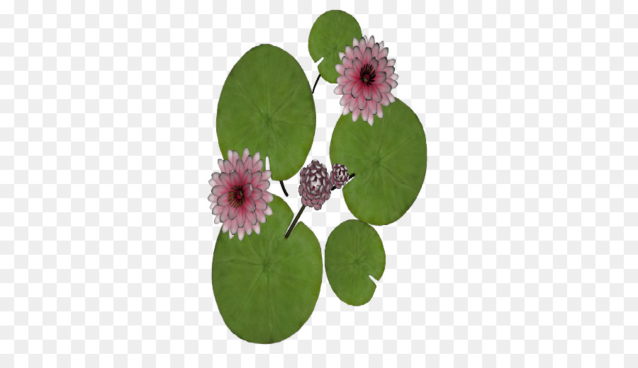 Planta，Flowerpot PNG