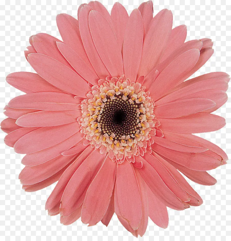 Flor Rosa，Florescer PNG