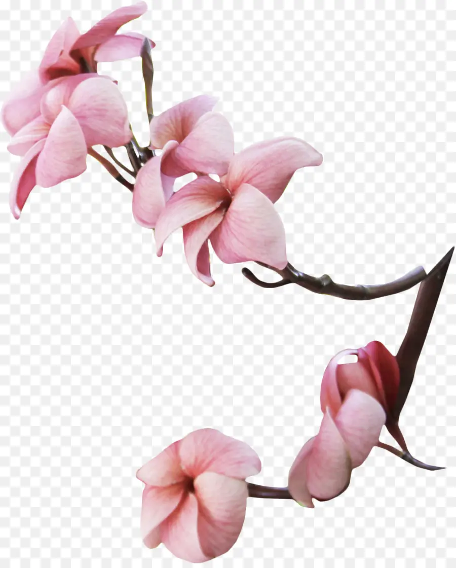 Flor，Magnolia PNG