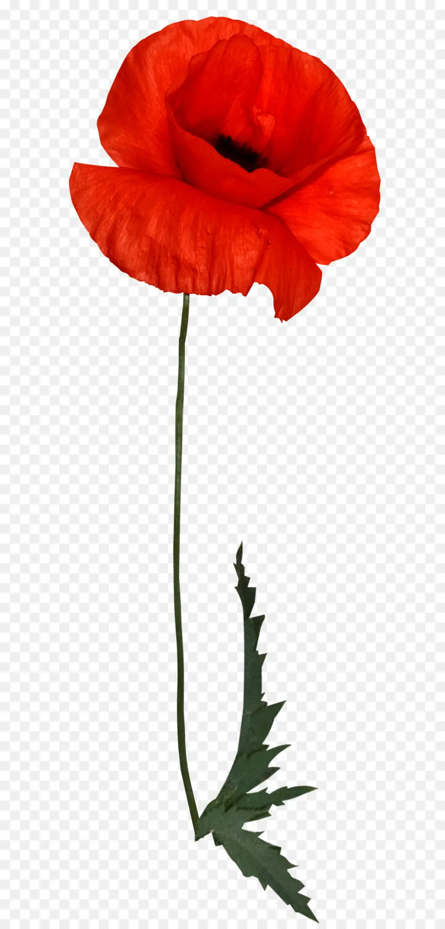 Flor，Vermelho PNG