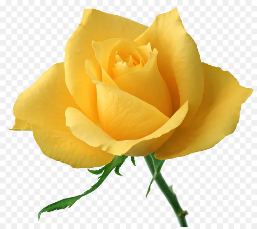 Rosa Amarela，Florescer PNG