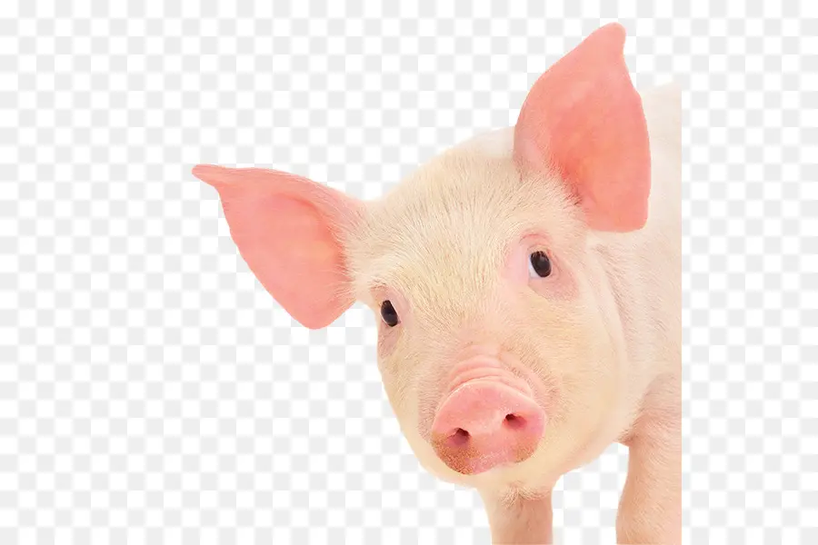 Miniatura De Porco，Porco PNG