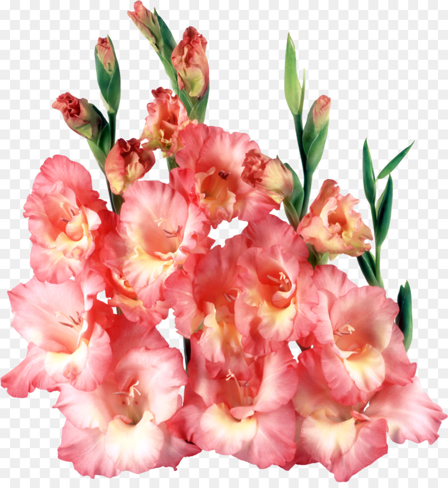 Gladíolo Rosa，Florescer PNG