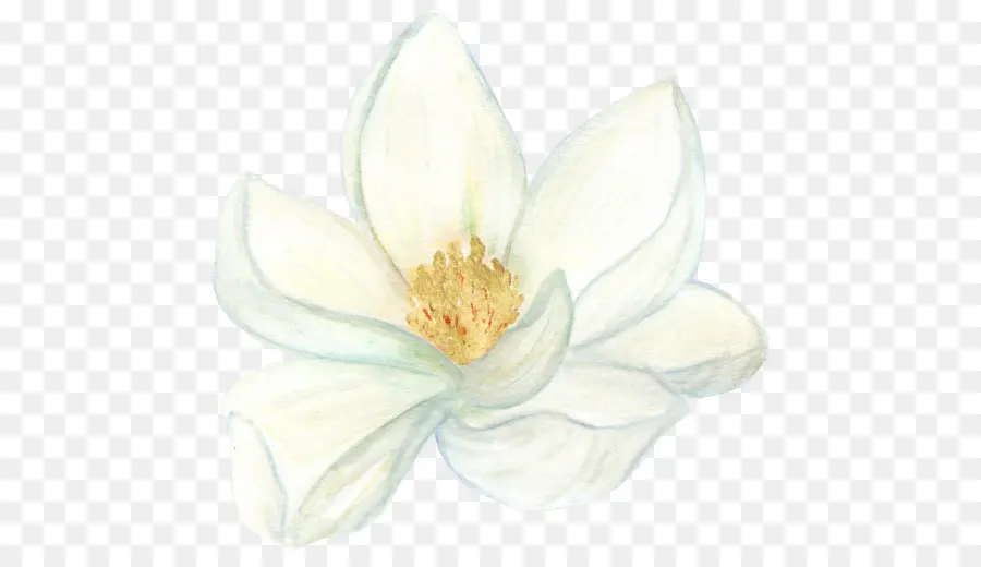 Flor，Magnoliaceae PNG