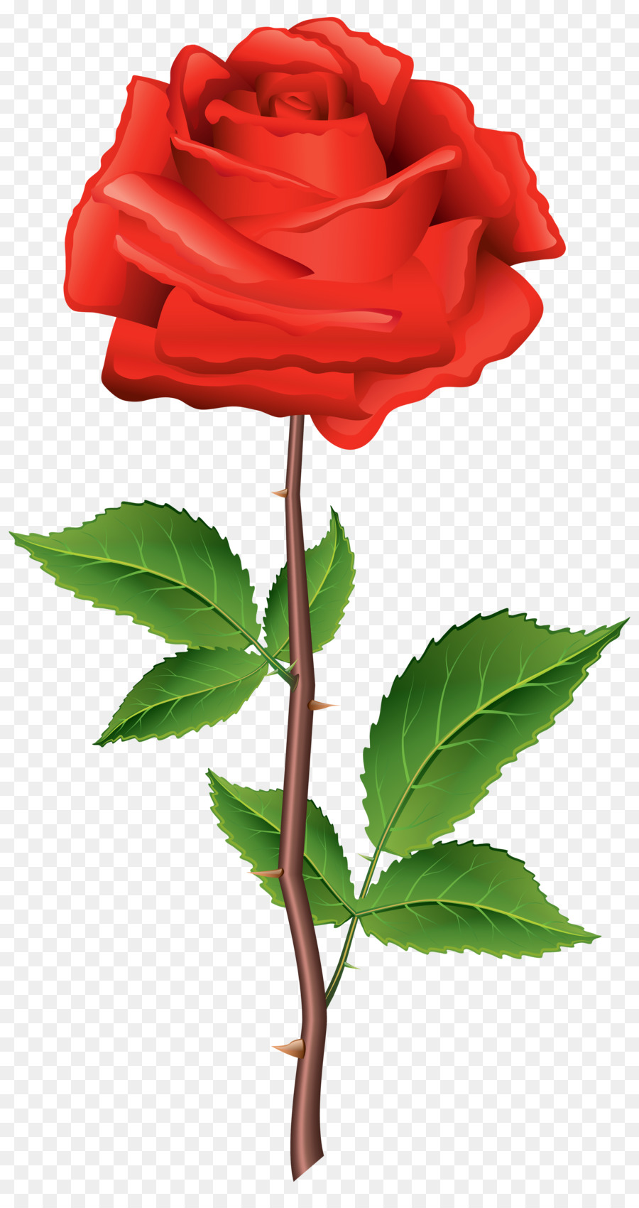 Rosa，Vermelho PNG