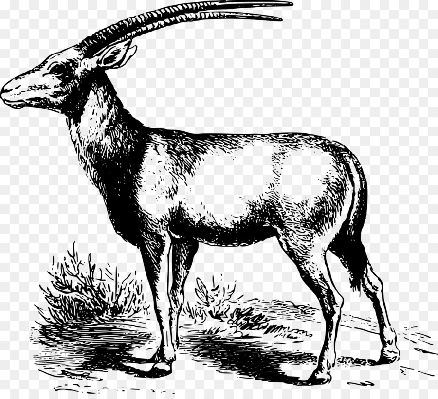 Gemsbok，Gazela PNG