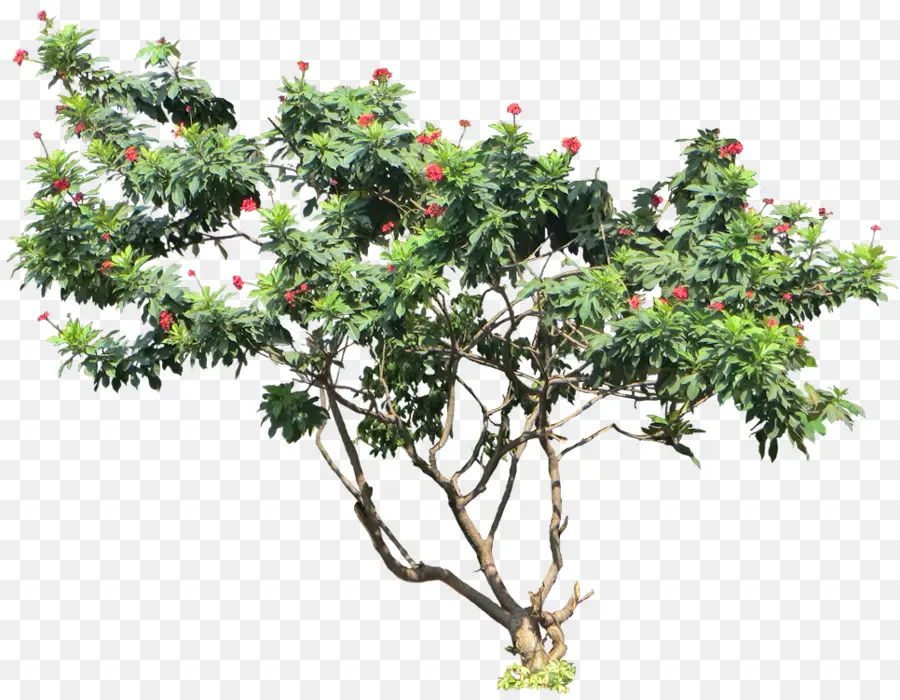 Jatropha Integerrima，árvore PNG