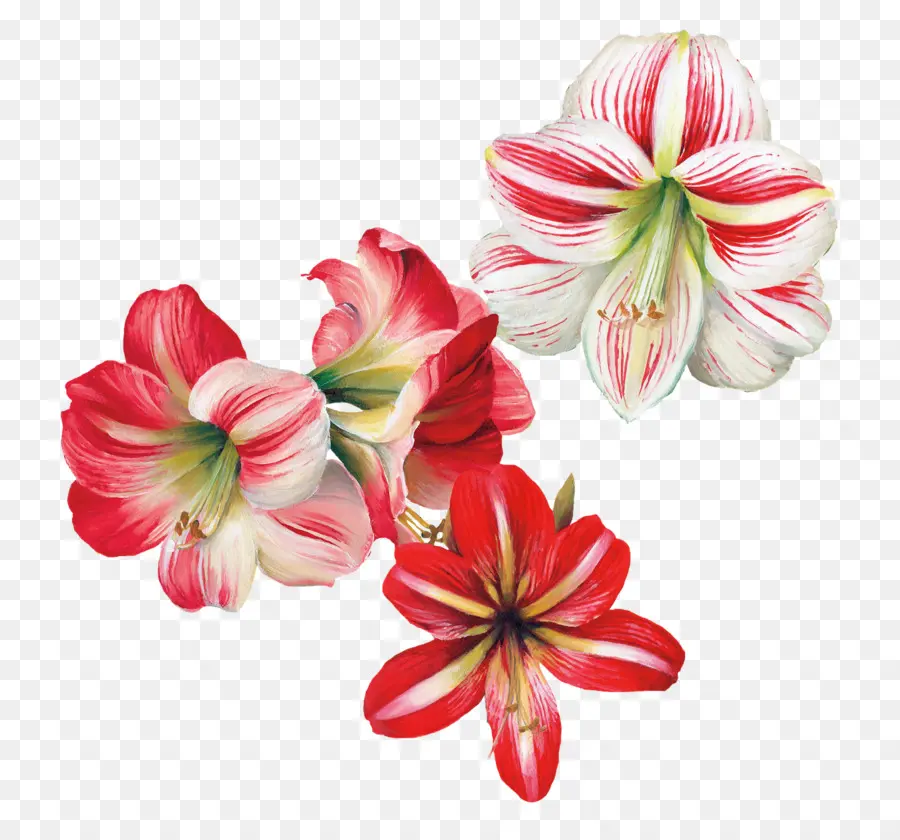 Flores Vermelhas E Brancas，Floresce PNG