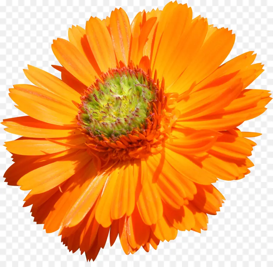 Flor，Transvaal Daisy PNG