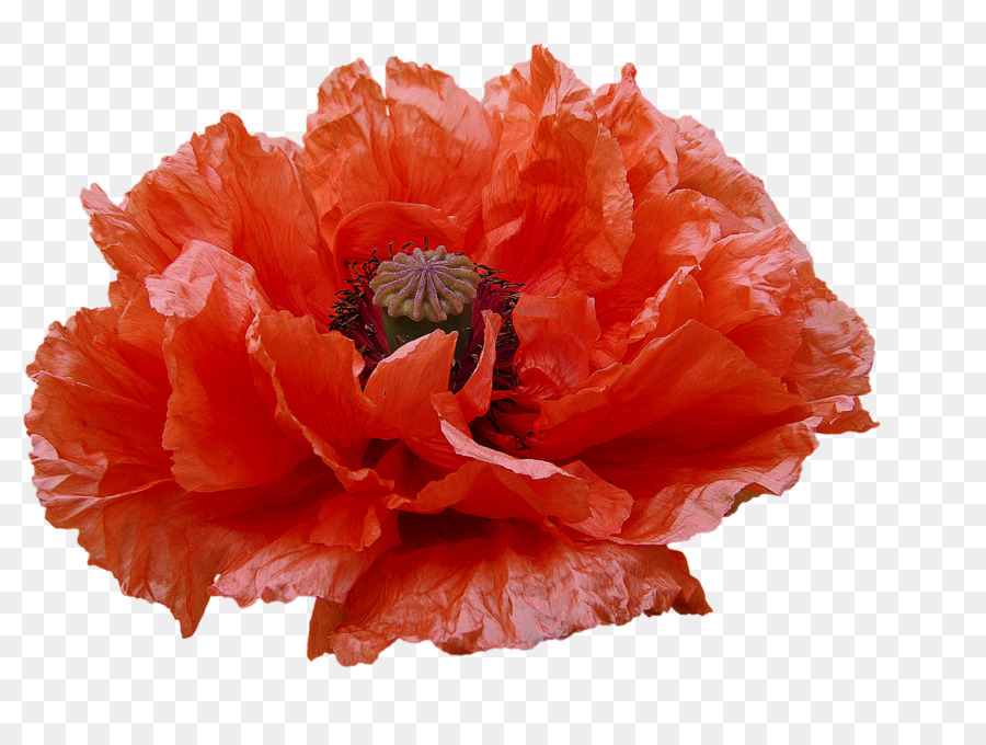 Flor Laranjeira，Florescer PNG