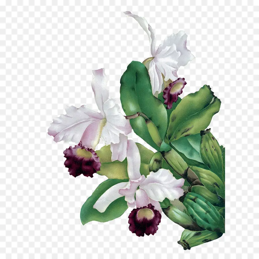 Flor，Orquídeas PNG