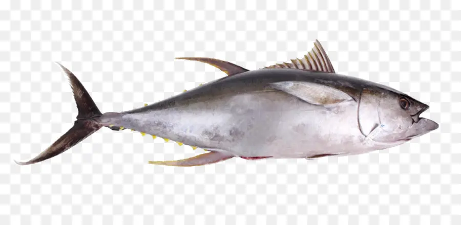 Thunnus，Frutos Do Mar PNG