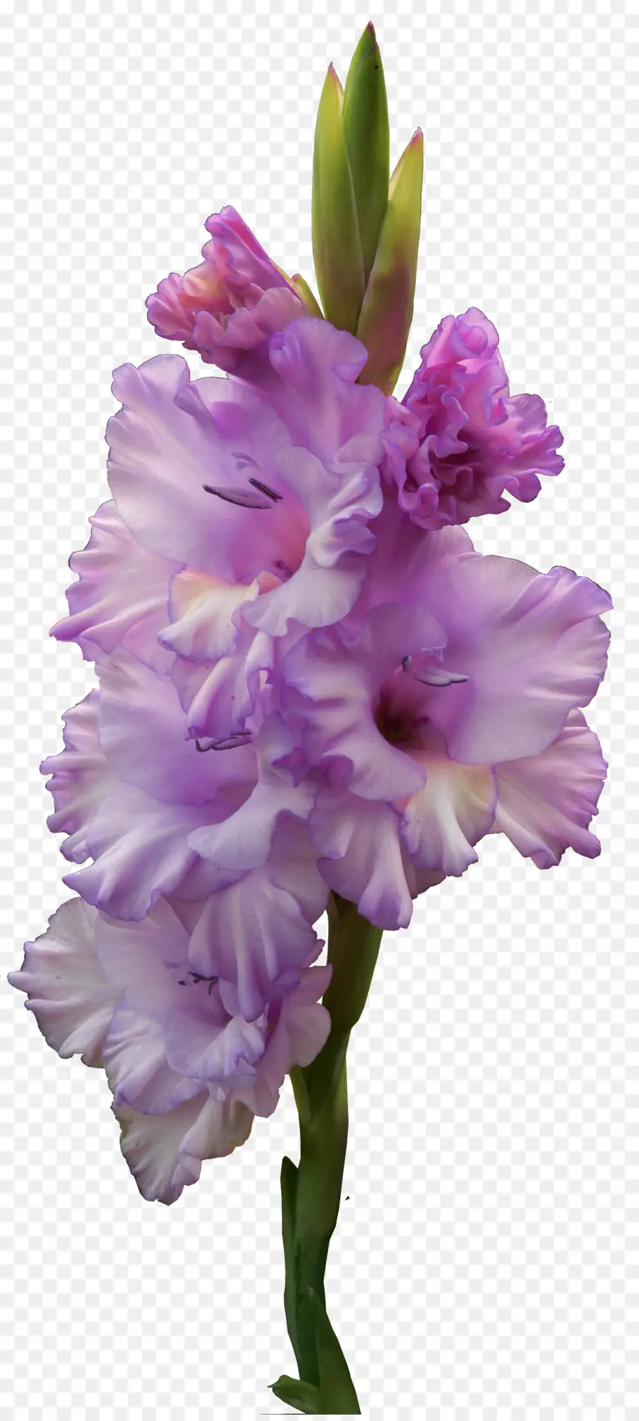 Gladiolus Murielae，Flor PNG