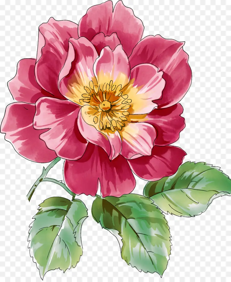 Flor，Melhor Rosas PNG