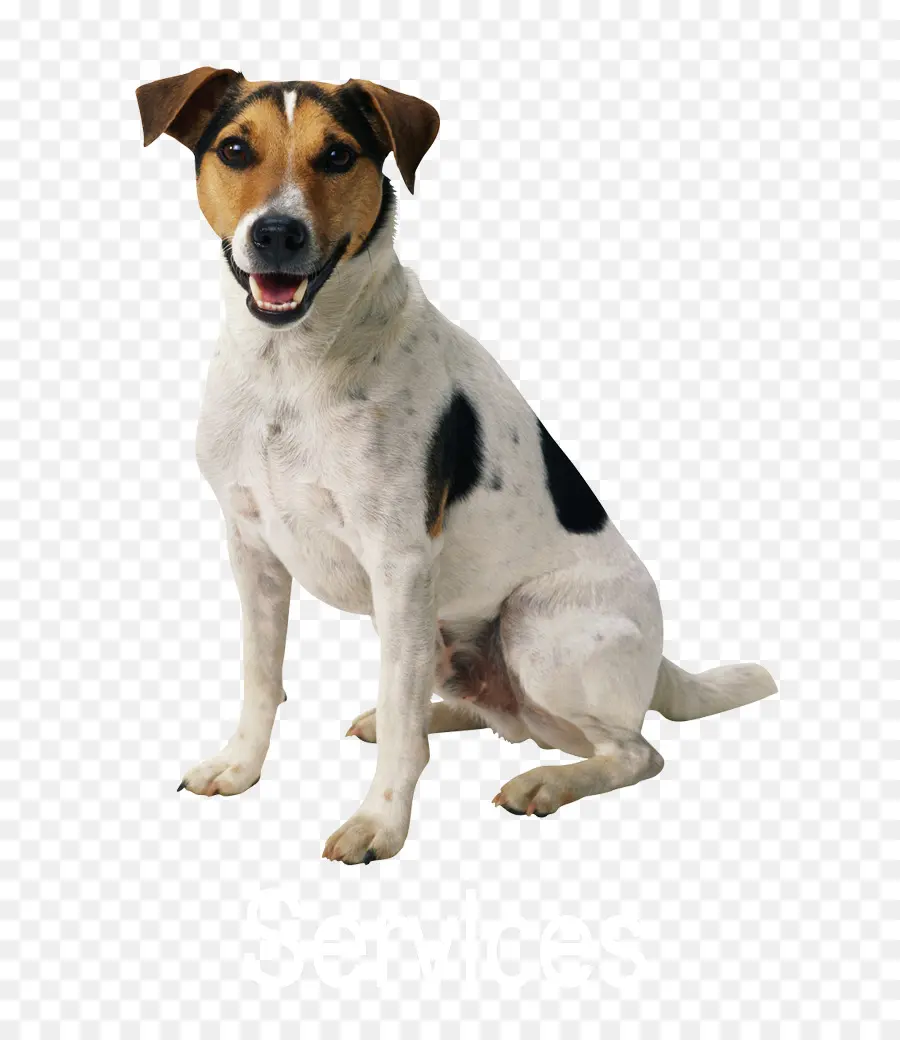 Cão，Babá De Animais PNG