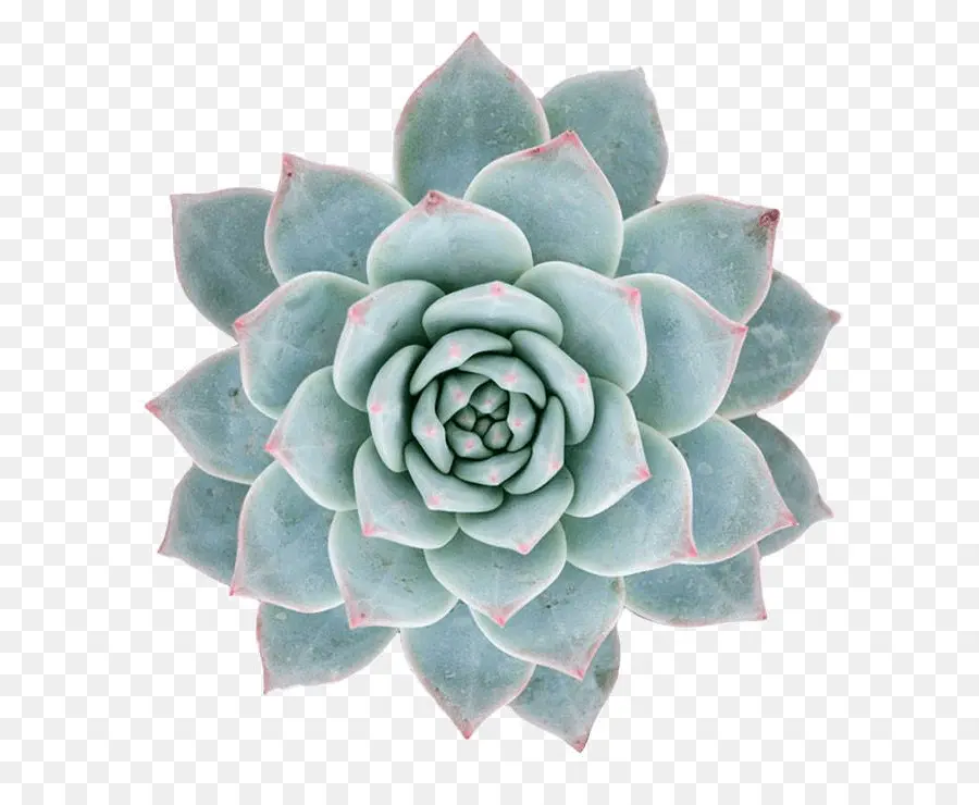 Echeveria Agavoides，Aves PNG