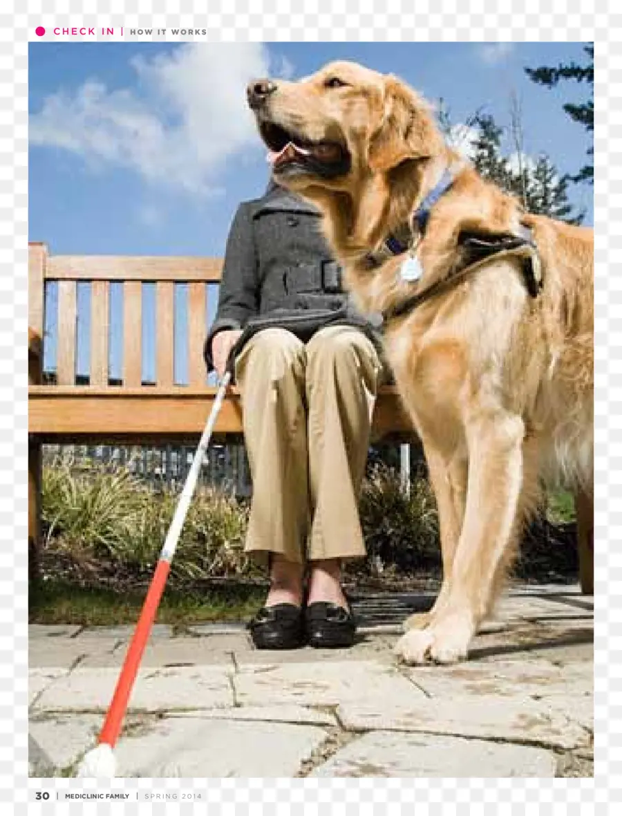 Cão Guia，Cão De Serviço PNG