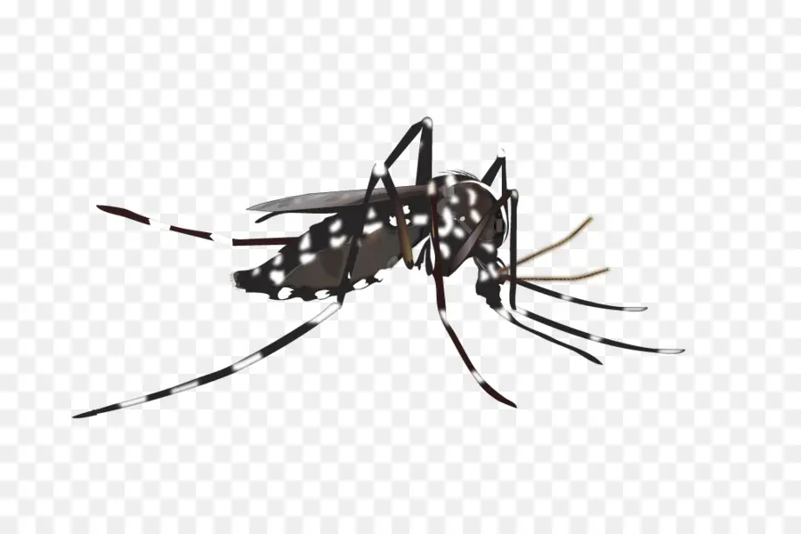 Mosquito，Inseto PNG