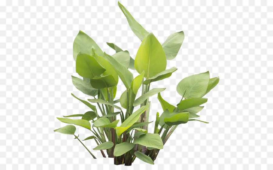 Planta Verde，Folhas PNG