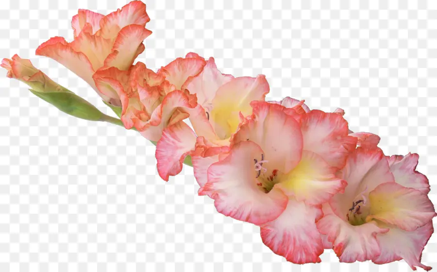 Gladiolus，Resolução De Vídeo PNG