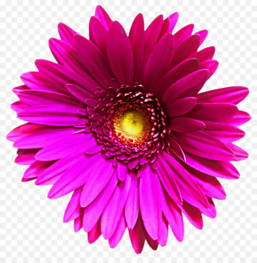 Transvaal Daisy，Comum Daisy PNG