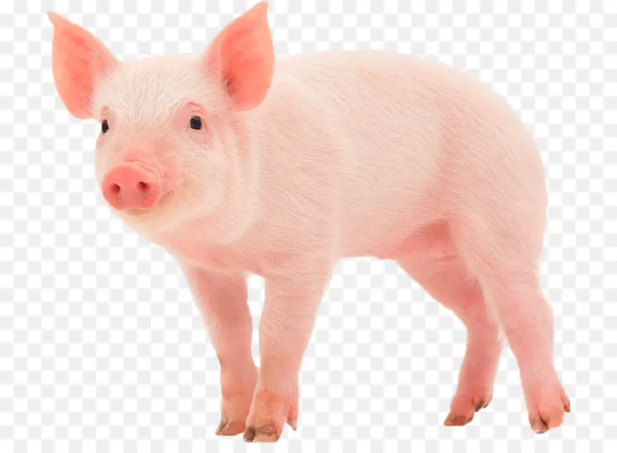 Oink Moo Meow，Porco PNG