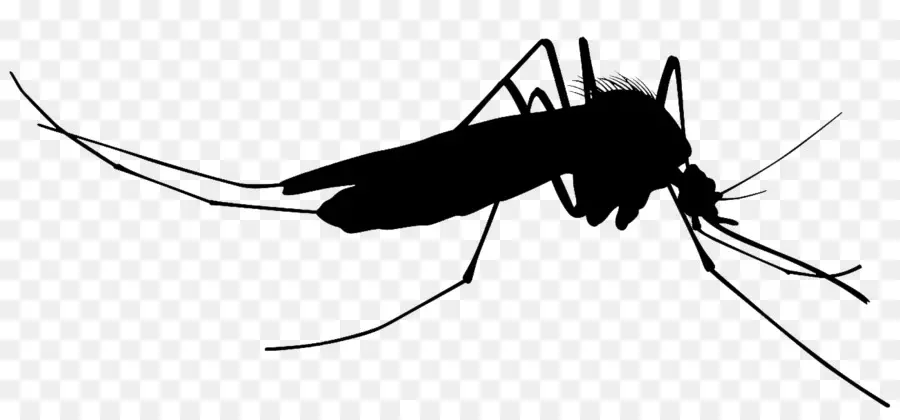 Mosquito，Silhueta PNG
