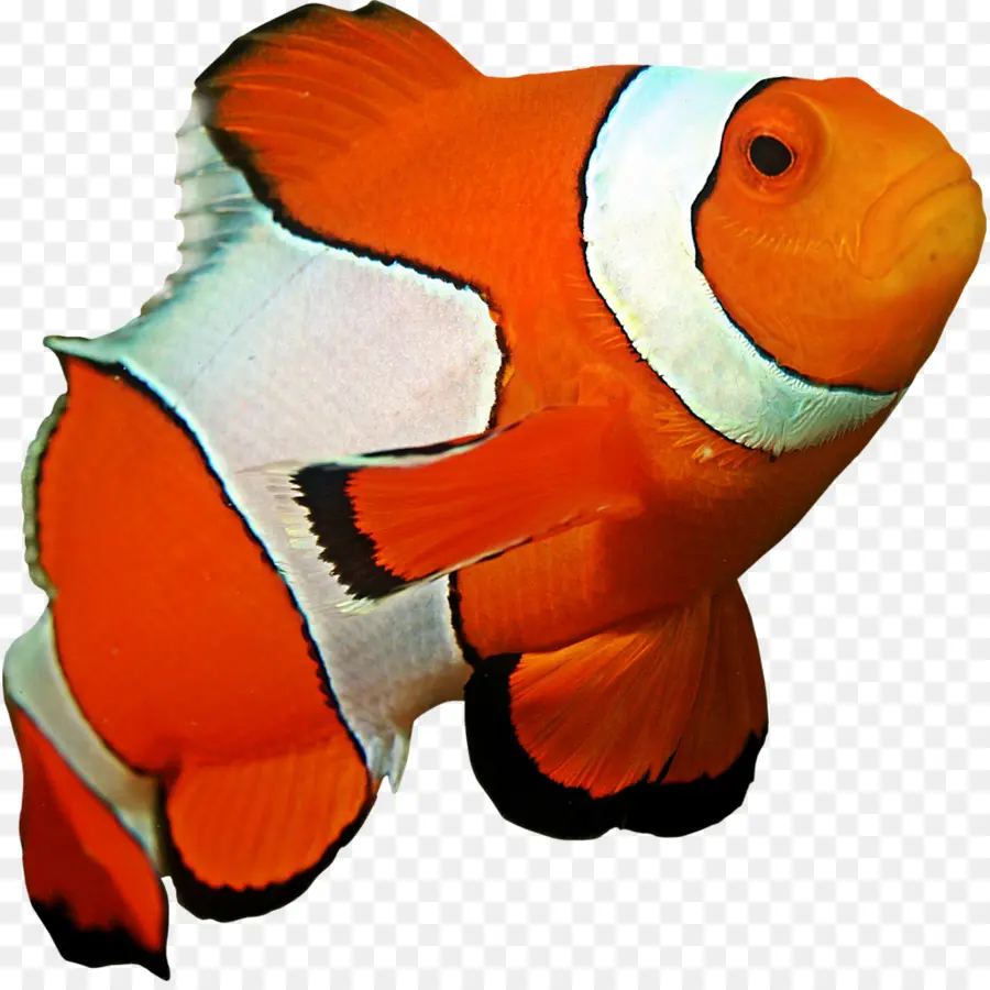 Peixe Palhaço，Peixe PNG