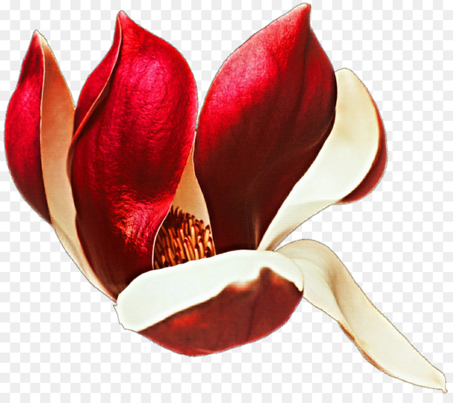 Flor Vermelha，Florescer PNG