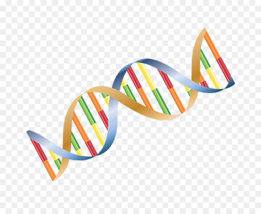 Hélice De Dna，Genética PNG