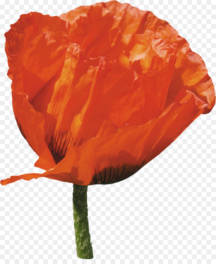 Flor Laranjeira，Florescer PNG