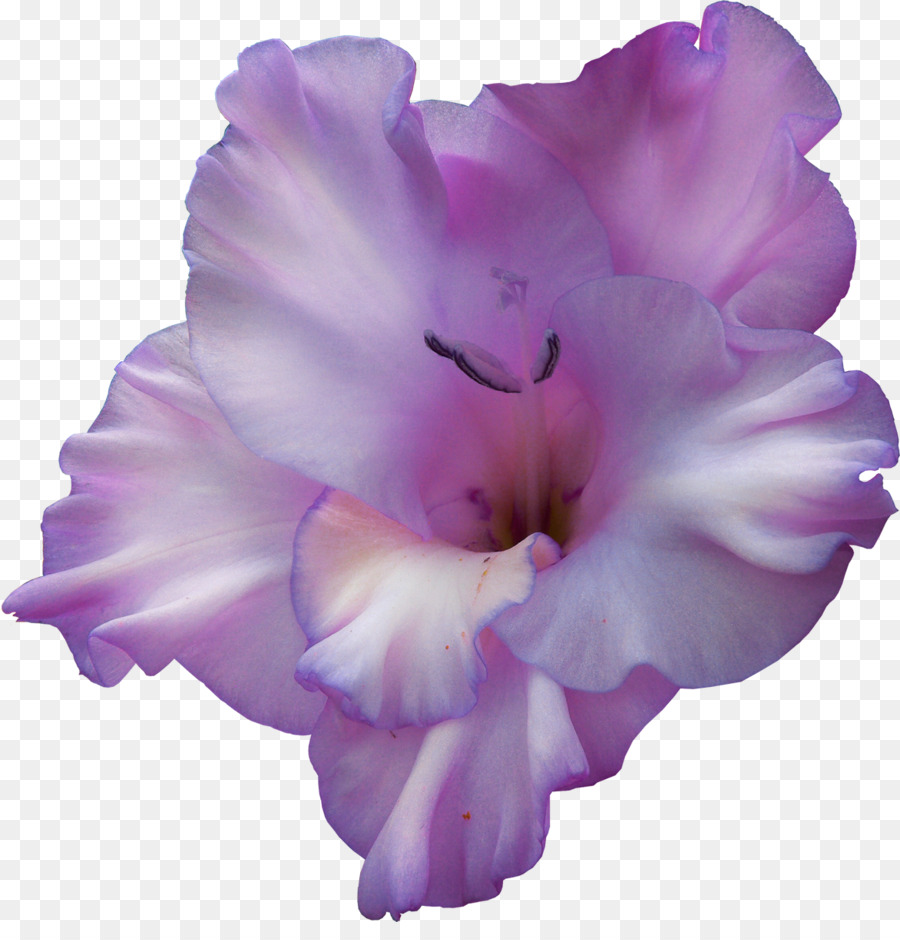 Flor，Gladiolus PNG