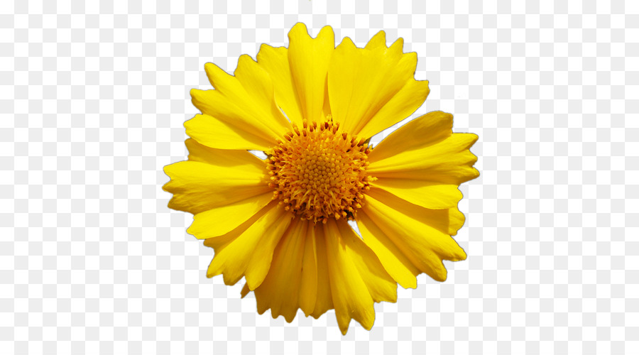 Comum Daisy，Flor PNG