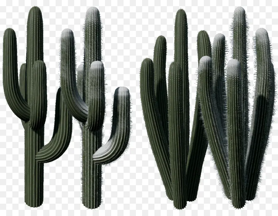 Cactos，Cacto PNG