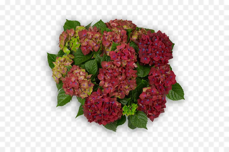 Hortênsia，Vermelho PNG